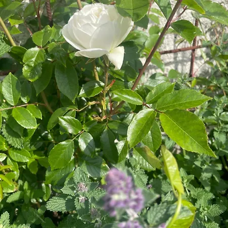 North Shore Sligo - Grange (Sligo)